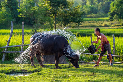 Asian farmer with buffalo in rice field, asian man loves and bathes his buffalo in thailand