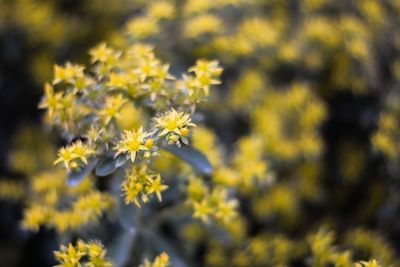 Close-up of yellow flower