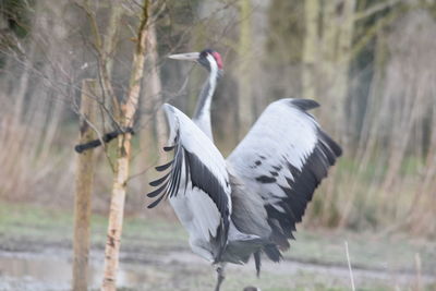 Gray heron flying in a field