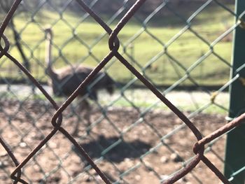 Close-up of chainlink fence during sunny day