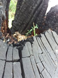 Close-up of tree stump