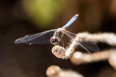 Close-up of insect flying