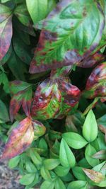 Close-up of fruit growing on plant