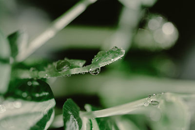 Close-up of water drops on plant