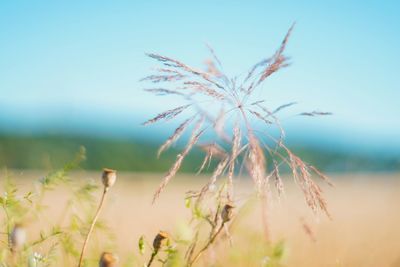 Close-up of dry plant on field against sky