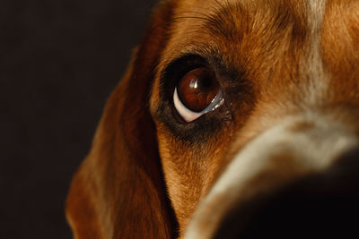 Close-up portrait of a dog