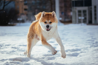 Portrait of dog running on snow field