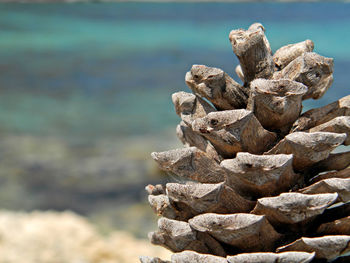 Close-up of rocks on sea shore