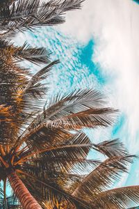 Low angle view of palm tree against sky