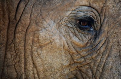 Close-up of elephant eye