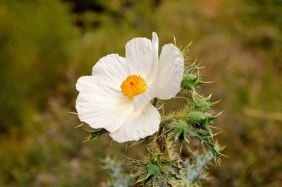 Close-up of flower blooming outdoors