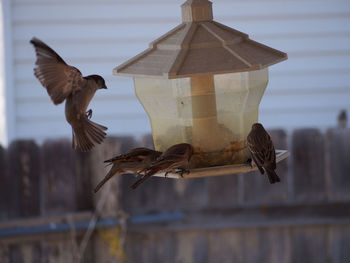 Birds perching on feeder