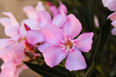 Close-up of pink flowering plant