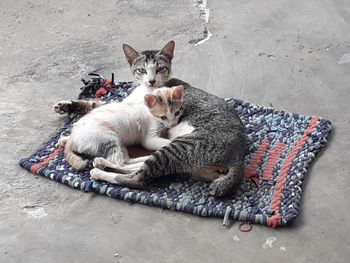 High angle view of cat resting