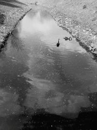 Birds in water