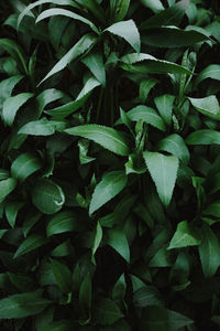 Full frame shot of green plant