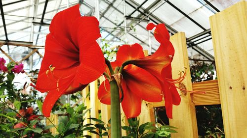 Close-up of red flowers