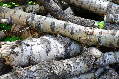 High angle view of tree trunk