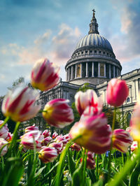 Close-up of pink tulips against sky