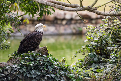 Bird perching on a tree