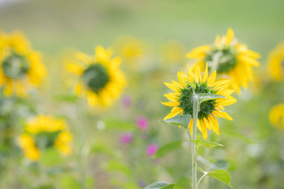 Close-up of yellow flowering plant