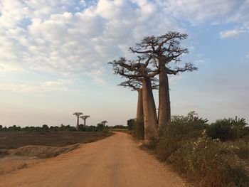 Trees on landscape against sky