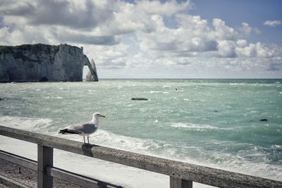 Seagull perching on retaining wall by sea against sky