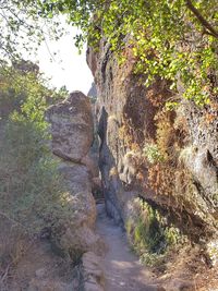 Rock formation amidst trees in forest