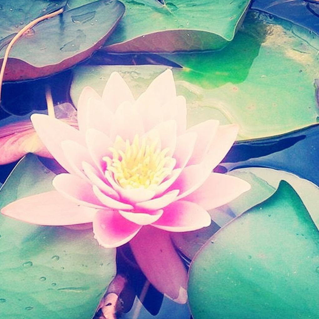 flower, petal, water, freshness, high angle view, flower head, fragility, pond, close-up, floating on water, water lily, beauty in nature, nature, single flower, day, sunlight, reflection, plant, pink color, outdoors