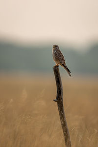 Close-up of bird perching on a land