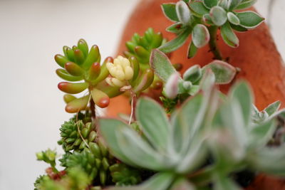 Close-up of potted plant