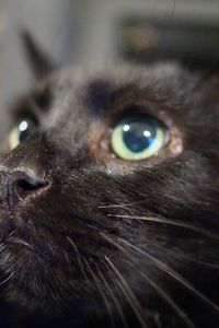 Close-up of cat