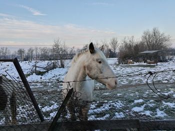 Horse standing on snow field against sky