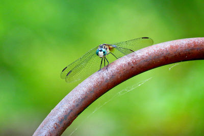 Close-up of insect on leaf