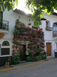 Potted plants outside house against building