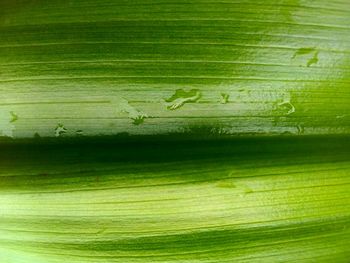 Full frame shot of green leaf on plant