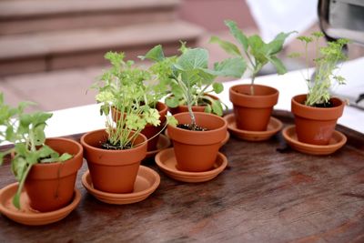 Potted plants on table in kitchen