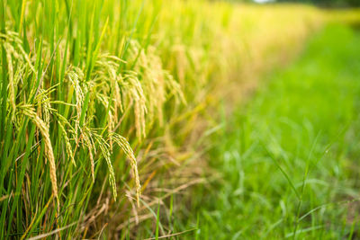 Beautiful ripe rice paddy field background thailand.