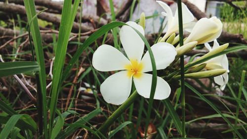 Close-up of white flowering plant on field