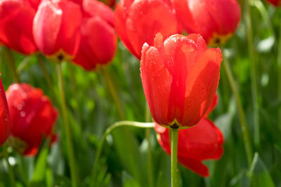Close-up of red tulip flower in park