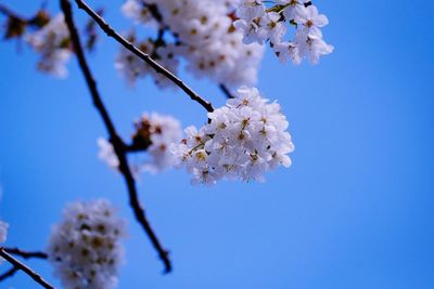 Low angle view of cherry blossoms in spring