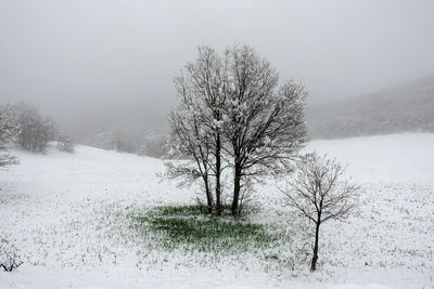 Bare tree on snow covered field against sky