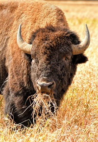 Close-up of lion standing in grass