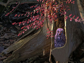 Close-up of red flowering plant against tree