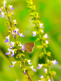 Close-up of butterfly pollinating on flower