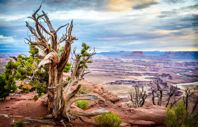 View of trees on landscape against cloudy sky