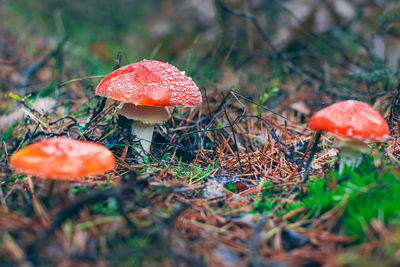 fungus