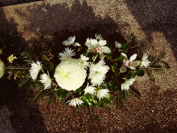 Close-up of white flowers