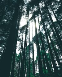 Low angle view of bamboo trees in forest