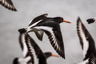 Eurasian oystercatcher flying